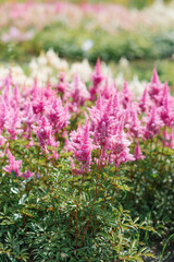 Delicate pink astilbe flowers bloom in the garden in summer