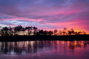 Fototapeta premium frozen swamp lake in autumn sunset colorful sky covered with ice and grass in foreground and pine trees