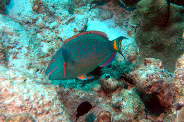 Fototapeta na wymiar Stoplight parrot fish feeding on the coral in Bonaire