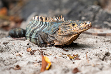Black Iguana on the rock on the beach of Manuel Antonio National Park