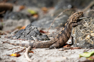 Black Iguana on the rock on the beach of Manuel Antonio National Park