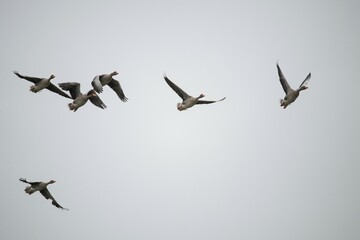 Vogelflug - fliegende Graugänsen vor bedecktem Himmel, 
