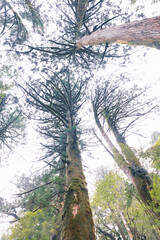 Fototapeta premium Winter Yaskuhima forest in Kyusyu Japan(World Heritage in Japan)