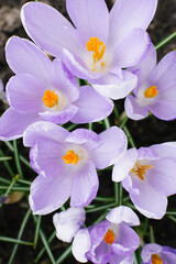 Naklejka na ściany i meble Spring lilac crocuses close-up on the bed bloom in spring. Selective Focus