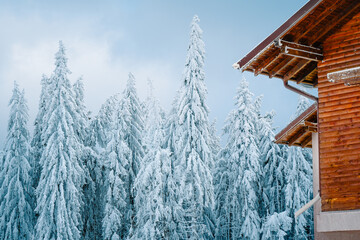 Snow covered roof and pine trees in winter forest