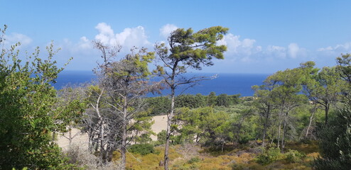 trees in the mountains Rhodos Greece
