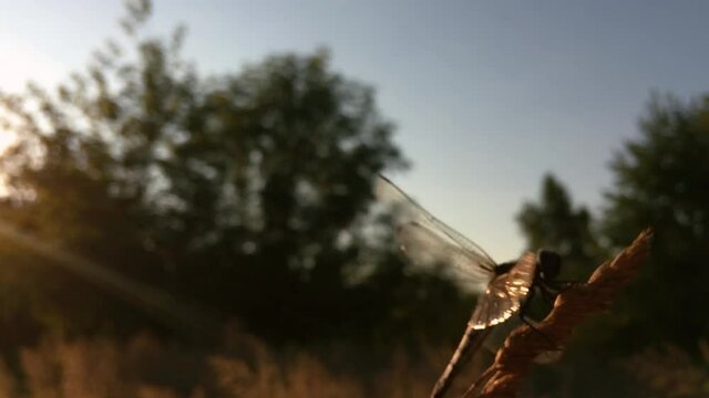 close-up of a dragonfly flies up to a blade of grass
