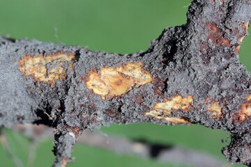 Roots of a young apple tree destroyed by grubs - cockchafers beetles larvae.