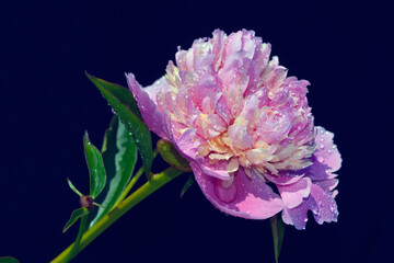 pink peony on dark background