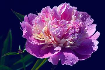 pink peony on dark background