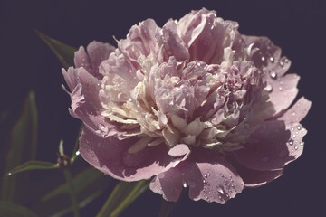 pink peony on old paint dark background