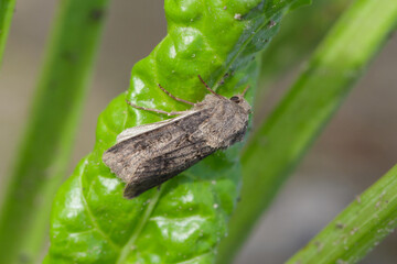 Turnip moth - Agrotis segetum - Owlet moth Noctuidae on sugar beet leaves. The caterpillars of this insect are pests of various crops.