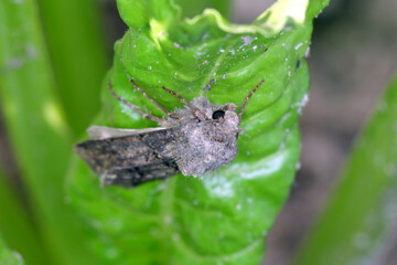 Turnip moth - Agrotis segetum - Owlet moth Noctuidae on sugar beet leaves. The caterpillars of this insect are pests of various crops.