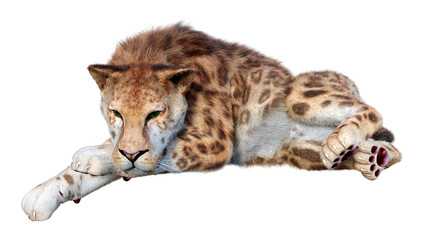 Fototapeta premium 3D Rendering Sabertooth Tiger on White