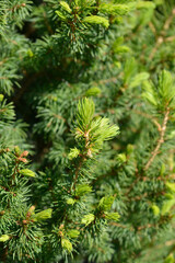 Fototapeta premium Alberta spruce Conica Perfecta