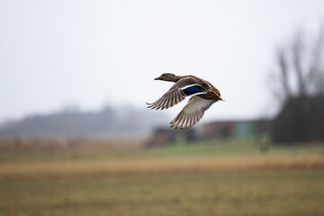 Eine männliche Stockente im Flug - Das Gefieder der weiblichen Enten ist meist schlicht und weniger auffallend, was der Tarnung beim Brüten dient