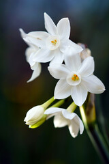 Fototapeta na wymiar 白いスイセンの花