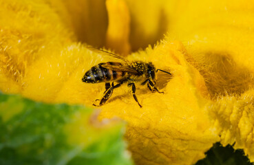 A small and simple yellow and black bee