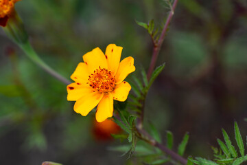 French marigold