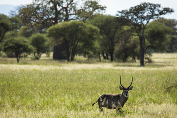 Naklejka na ściany i meble Closeup of Impala image taken on Safari located in the Tarangire, National park, Tanzania.