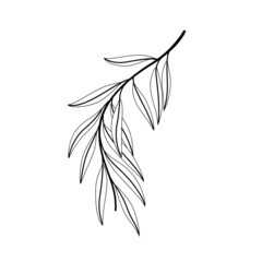 Illustration of willow branch. Contour line vector monochrome illustration.