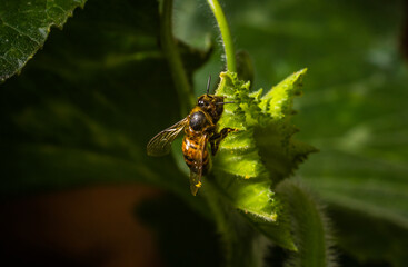 A small and simple yellow and black bee