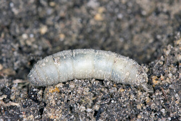 Larva on soilof Crane fly is a common name referring to any member of the insect family Tipulidae. It is significant pest in soil of many crops.