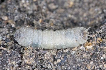 Larva on soilof Crane fly is a common name referring to any member of the insect family Tipulidae. It is significant pest in soil of many crops.