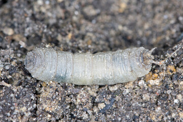 Larva on soilof Crane fly is a common name referring to any member of the insect family Tipulidae....