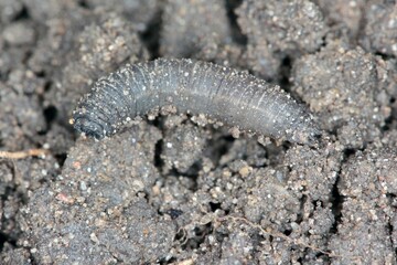 Larva on soilof Crane fly is a common name referring to any member of the insect family Tipulidae. It is significant pest in soil of many crops.