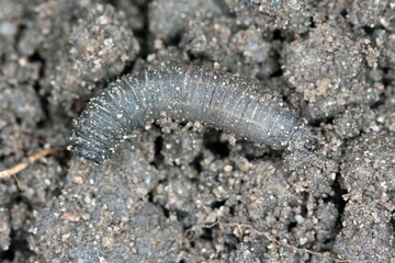 Larva on soilof Crane fly is a common name referring to any member of the insect family Tipulidae. It is significant pest in soil of many crops.