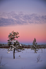 sunset in cold winter morning in swamp with snow and pine trees