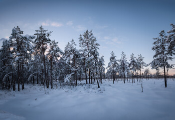 dark pine tree forest on a sunny cold winter morning with snow in the foreground