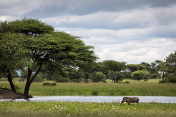 Warthog during safari in Tarangire National Park, Tanzania