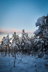 dark pine tree forest on a sunny cold winter morning with snow in the foreground