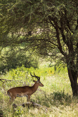 Closeup of Impala image taken on Safari located in the Tarangire, National park, Tanzania.