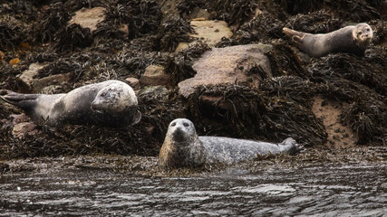 Harbor seal resting on a big bed of seaweed in Scotland..