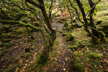 Fototapeta na wymiar Autumn landscape in Highlands, Scotland, United Kingdom. Beautiful
