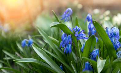 Blue flowers in spring garden. Spring Flowers Scilla siberica