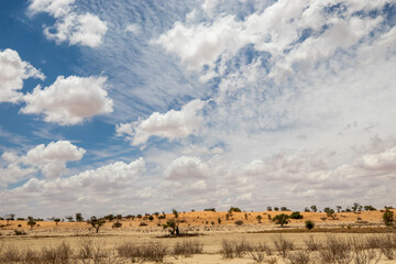 Fototapeta na wymiar Arid Kgalagadi Landscape, Kgalagadi
