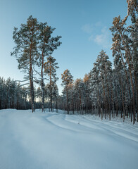 dark pine tree forest on a sunny cold winter morning with snow