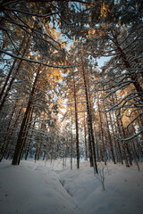dark pine tree forest on a sunny cold winter morning with snow