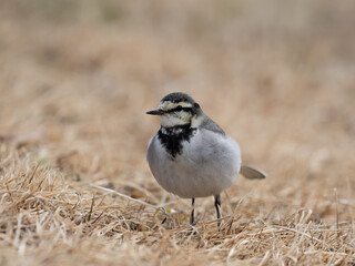 草原のハクセキレイ