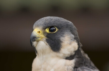 head shot of peregrine falcon falco peregrinus