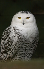 portraite of snowy owlbubo scandiacus