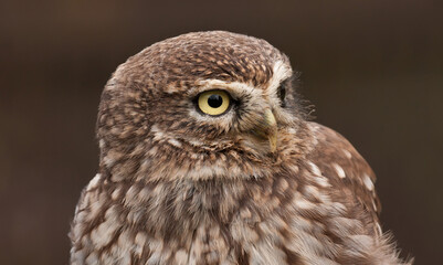 eurasian pygmy owl glaucidium passerinum