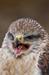 close up of gyrfalcon falco hierofalco
