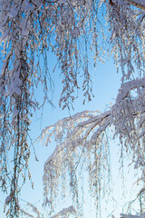 Winter atmospheric landscape with frost-covered dry plants during snowfall.Frosty winter day - snowy branch closeup.