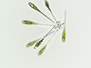 Algae under microscopic view, cyanobacteria, green algae, blue-green algae