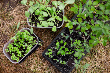 Top view of tomatoes, basil seedlings on the potting bench, with gardening equipment, working on farm, Work in the garden in spring, home gardering, eco.